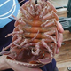 Illustration for article titled Crackers Made From Giant Isopods Are Now a Thing in Japan